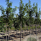 Prunus ser. 'Sunset Boulevard' 12-14 HO draadkluit