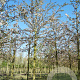 Malus 'Evereste' 18-20 HO draadkluit