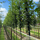 Malus 'Golden Hornet' 20-25 HO draadkluit