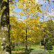 Gleditsia triac. 'Sunburst' 20-25 HO draadkluit