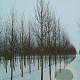 Tilia cordata 'Rancho' 20-25 HO draadkluit