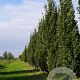 Quercus rob. 'Fastigiate Koster' 20-25 HO draadkluit