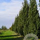 Quercus rob. 'Fastigiate Koster' 35-40 HO draadkluit geveerd