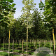 Acer plat. 'Drummondii' 18-20 HO draadkluit