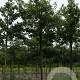 Acer tataricum ginnala 12-14 HO draadkluit