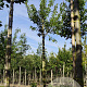 Acer tataricum ginnala 12-14 HO draadkluit