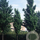 Acer cappadocicum lobelii 20-25 HO draadkluit