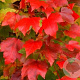 Acer rubrum Fairview Flame 10-12 HO draadkluit