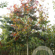 Quercus rubra 20-25 HO draadkluit