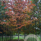 Quercus rubra 35-40 HO draadkluit