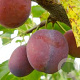 Prunus d. 'Monsieur Hâtif' 40-45 HO draadkluit