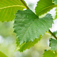 Ulmus Lutece 16-18 HO draadkluit