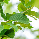 Ulmus Lutece 16-18 HO draadkluit
