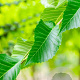 Ulmus 'Sapporo Autumn Gold' 35-40 HO draadkluit