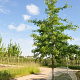 Quercus nigra 18-20 HO draadkluit