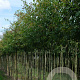 Quercus nigra 12-14 HO draadkluit