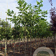 Juglans r. 'Bella Maria' 12-14 HO draadkluit