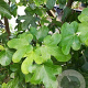 Liquidambar s. 'Rotundiloba' 14-16 HO draadkluit geveerd