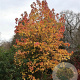 Liquidambar s. 'Autumn ColorGlobe' 35-40 HO draadkluit 240 cm stam