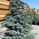 Abies lasiocarpa 'Argentea' 200-250 cm draadkluit solitair
