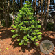 Abies alba 'Pyramidalis' 250-300 cm draadkluit solitair