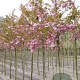 Prunus ser. 'Pink Perfection' 12-14 HO draadkluit