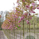 Prunus ser. 'Pink Perfection' 12-14 HO draadkluit
