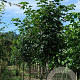 Acer pseud. 'Wilhelmina' 10-12 HO draadkluit