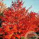 Acer 'Warrenred' 20-25 HO draadkluit