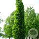 Quercus warei 'Wind Candle' 14-16 HO draadkluit geveerd