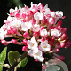 Viburnum burkw. 'Mohawk' 250-300 cm draadkluit struik 175-200 diameter