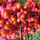 Euonymus ham. 'Indian Summer' 16-18 HO draadkluit