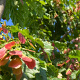 Acer tataricum 'Garann' 12-14 HO draadkluit