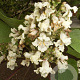 Catalpa ovata 25-30 HO draadkluit