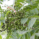 Rhus succedanea 16-18 HO draadkluit