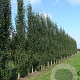 Betula p. Fastigiata Joes 20-25 HO draadkluit geveerd