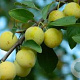 Prunus d. Oullins Reine Claude 12-14 HO draadkluit