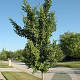 Ginkgo bil. 'Fairmount' 10-12 HO draadkluit