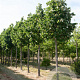 Tilia tomentosa 'Doornik' 35-40 HO draadkluit