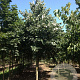Tilia tomentosa 'Doornik' 25-30 HO draadkluit