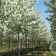 Malus 'Sutyzam' 10-12 HO draadkluit