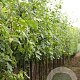 Quercus rubra 'Aurea' 20-25 HO draadkluit