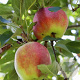Malus d. Jonagold Highwood 20-25 HO draadkluit