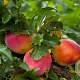 Malus d. Komet 16-18 HO draadkluit