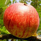 Malus d. 'Lureone' 10-12 HA 40L