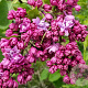 Syringa v. 'Herman Eilers' 175-200 cm draadkluit struik op Stam