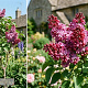 Syringa v. 'Geraldine Smith' 250-300 cm draadkluit struik 175-200 diameter