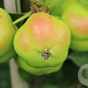 Malus d. Sternapfel 8-10 HA 25L