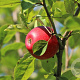 Malus d. Rote Sternrenette 8-10 HA 25L