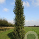 Betula p. 'Jolep1' 25-30 HO draadkluit geveerd